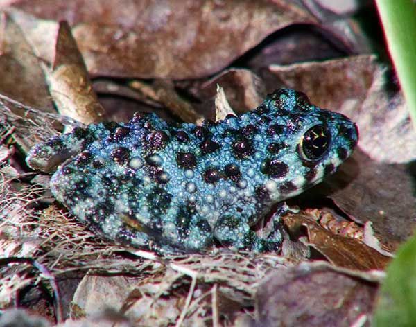 The most beautiful frog species in Japan found in mysterious blue