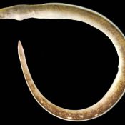 Japan’s first ever snake eel that lives in river found in Genka River