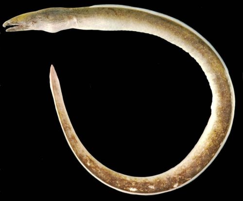 Japan’s first ever snake eel that lives in river found in Genka River