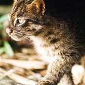 Iriomote Cat killed in traffic accident on Iriomote island for third time this year