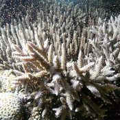 Coral spawning in Oura Bay show the continuous workings of nature