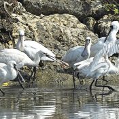 Black-faced spoonbill migrates to Okinawa for the winter