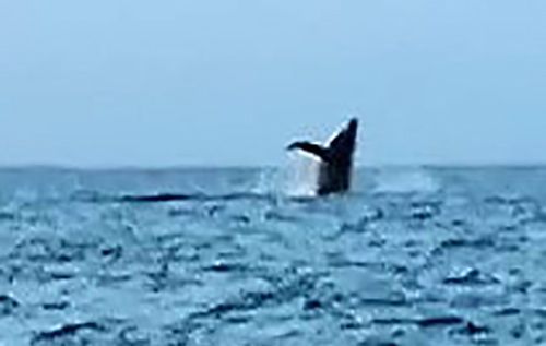 Rare sighting of parent and child humpback whales off Kitanakagusuku’s East coast