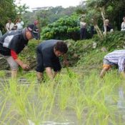 Nakandakari Ward holds ceremony to transplant young rice plants and pray for good harvest