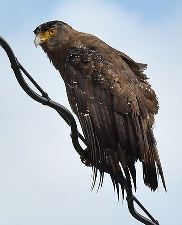 Okinawa Defense Bureau suspends construction as crested serpent eagle spotted building nest in area of planned JSDF deployment