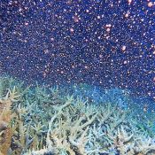 Beautiful coral spawning confirmed at Tokashiki Island in Okinawa