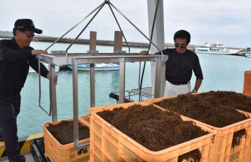 Okinawan Mozuku, and edible seaweed, is struggling with poor harvests, leading to an increase in price and 6,000 ton decrease in production