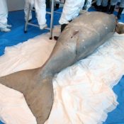 Dugong found in Nakijin ruled to have died from a stingray stinger, says the Ministry of the Environment, Okinawa, and Nakijin while announcing the results of their investigation