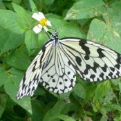 Tree Nymph butterfly selected as Okinawa prefectural butterfly
