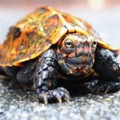 Sixty-four rare turtles, including the endangered Ryukyu black-breasted leaf turtle, stolen from Okinawa Zoo & Museum