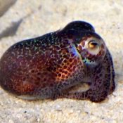 New species of squid discovered in Okinawa named after Nobel Laureate and OIST founder Sydney Brenner