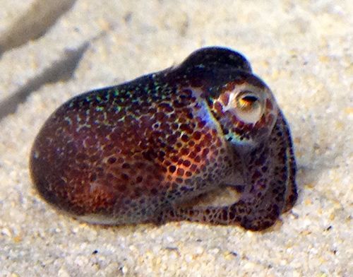 New species of squid discovered in Okinawa named after Nobel Laureate and OIST founder Sydney Brenner