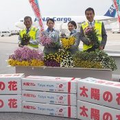 Okinawa welcomes peak chrysanthemum season as supplier of the New Year’s staple