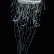 New species of “most beautiful” jellyfish found for first time in 114 years in Okinawa