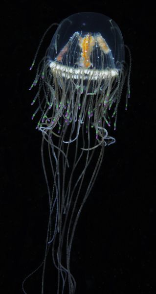 New species of “most beautiful” jellyfish found for first time in 114 years in Okinawa