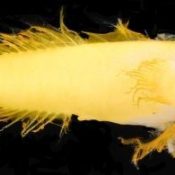 New goby species discovered in deep sea around Okinawa identified by the Okinawa Churashima Foundation and OIST called Yuuna Goby due to characteristic yellow color