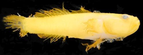 New goby species discovered in deep sea around Okinawa identified by the Okinawa Churashima Foundation and OIST called Yuuna Goby due to characteristic yellow color