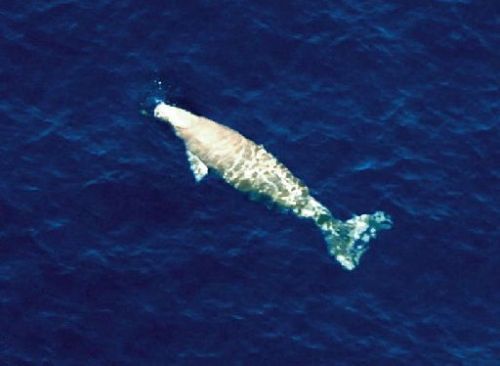 Dugong survey fails to confirm that dugong still inhabit ocean around Okinawa Island