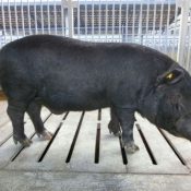 50 Agu pigs to be quarantined on isolated island until mid-February to avoid vaccination, 210,000 pigs on Okinawa’s main island to be inoculated