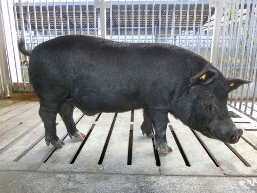 50 Agu pigs to be quarantined on isolated island until mid-February to avoid vaccination, 210,000 pigs on Okinawa’s main island to be inoculated