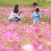In Okinawa, the Cosmos are in Full Bloom! “I Came After Seeing it on Instagram” Rice Fields in Igei, Kin
