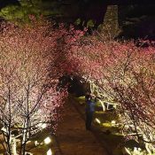 Nakijin Castle cherry blossoms create wondrous scene for Nakijin Castle Cherry Blossom Festival