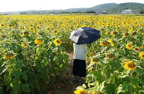 A Field Blanketed in Yellow Sunflowers in Full Bloom in Kumejima