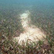 Ministry of Environment survey reveals recent dugong feeding trails near Hateruma and Irabu Islands