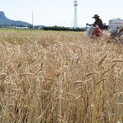 Iejima experiences and early “golden autumn” and begins full-fledged wheat harvesting