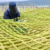 Sea lettuce season is here