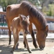 Birth of Eagerly-Awaited Yonaguni Horse Healthy Foal in Shizuoka A Joyful Link Across the Sea