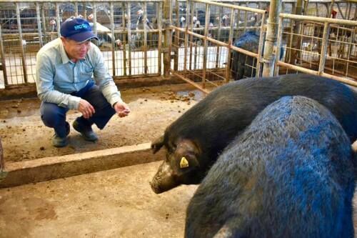 Nakijin Agu pigs may disappear and they need your help