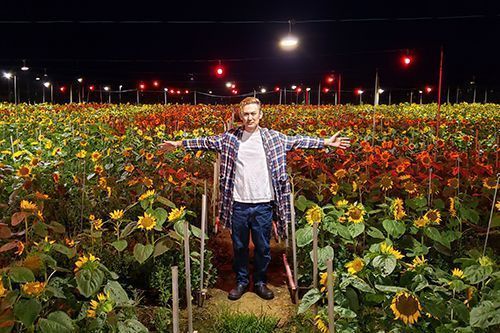 Sunflowers at night: chrysanthemum farmer grows 50,000 sunflowers as a secondary crop