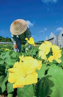 Heatstroke risk rises to dangerous level with the summer sun coming out for “Grain in Ear” in Nago, Miyako, and Ishigaki