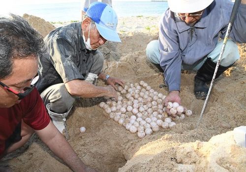 Sea turtles return to Onna Village to nest after two years