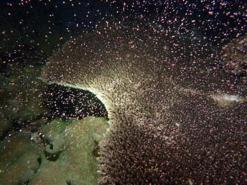 The night sea glitters with countless life as table coral lay their eggs all at once in this captivating photo taken off the coast of Ginowan
