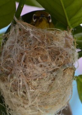 Protecting Japanese white-eye chicks with a parasol “Feeling like a bird parent” Chatan’s Mr. Yonaha, looking forward to baby birds fledging