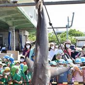 Fishing village exterminates 145 sharks in effort to prevent damage to fishing hauls July 18, 2020 Ryukyu Shimpo