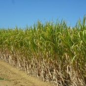Hateruma-jima sugarcane crops affected by biggest draught in 40 years