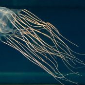 Eleven rushed to hospital after box jellyfish stings, possibly related to coronavirus beach closures