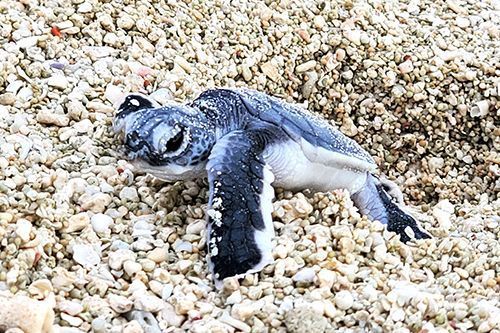 In Tarama, 30 green sea turtles hatch and make their way to the sea