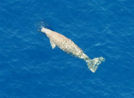 MOD cites research agency contract as reason for not releasing February dugong call recording
