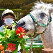 Gobbling up a celebratory bouquet: Okinawa Zoo & Museum celebrates its oldest animals on Respect for the Aged Day