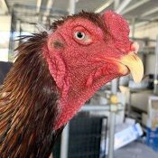 Itoman city council requests Okinawa ban cockfighting prefecture-wide in written statement