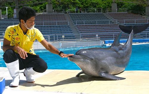 Okichan, star of dolphin show holds Japan’s longest rearing record at 46 years