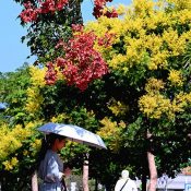 Yellow and pink decorate the streets as Taiwanese rain trees bloom in the clear autumn sky