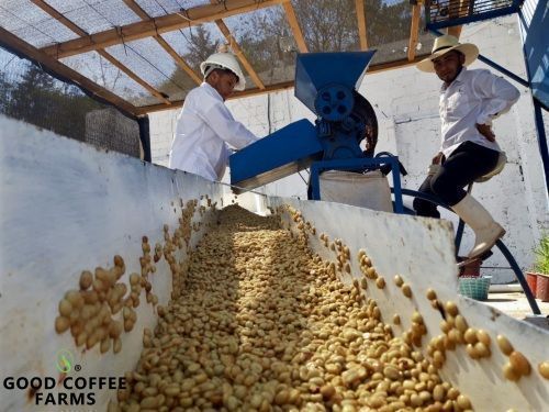 Good Coffee Farms establishes coffee cultivation research site in Okinawa