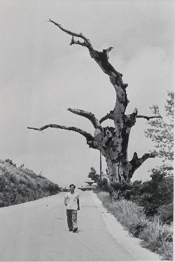 1960 photograph by Tokyo photographer Tsukamoto showing indominable Akagi tree ravaged by war added to Shuri Castle signboard