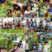 Sunflower seeds distributed after cancelled Kitanakagusuku festival bloom across Japan