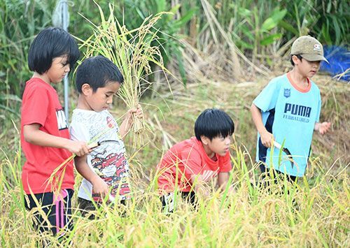 Nago kids harvest 20 kg of rice with sickles